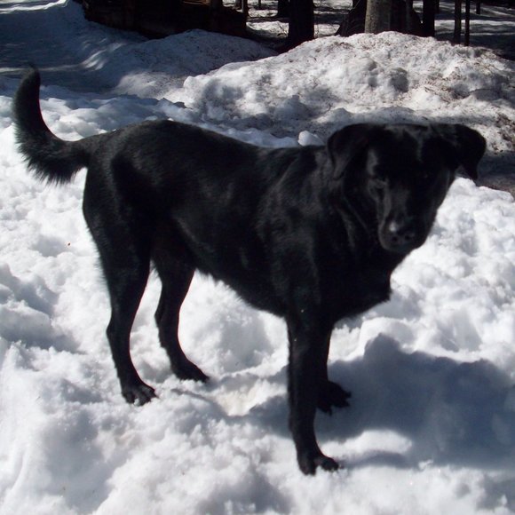 Meet your Posher, Labrador - Picture 11 of 16